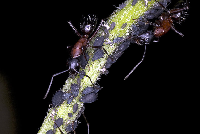 Formica rufa? No. Camponotus cfr ligniperda con Aphis fabae